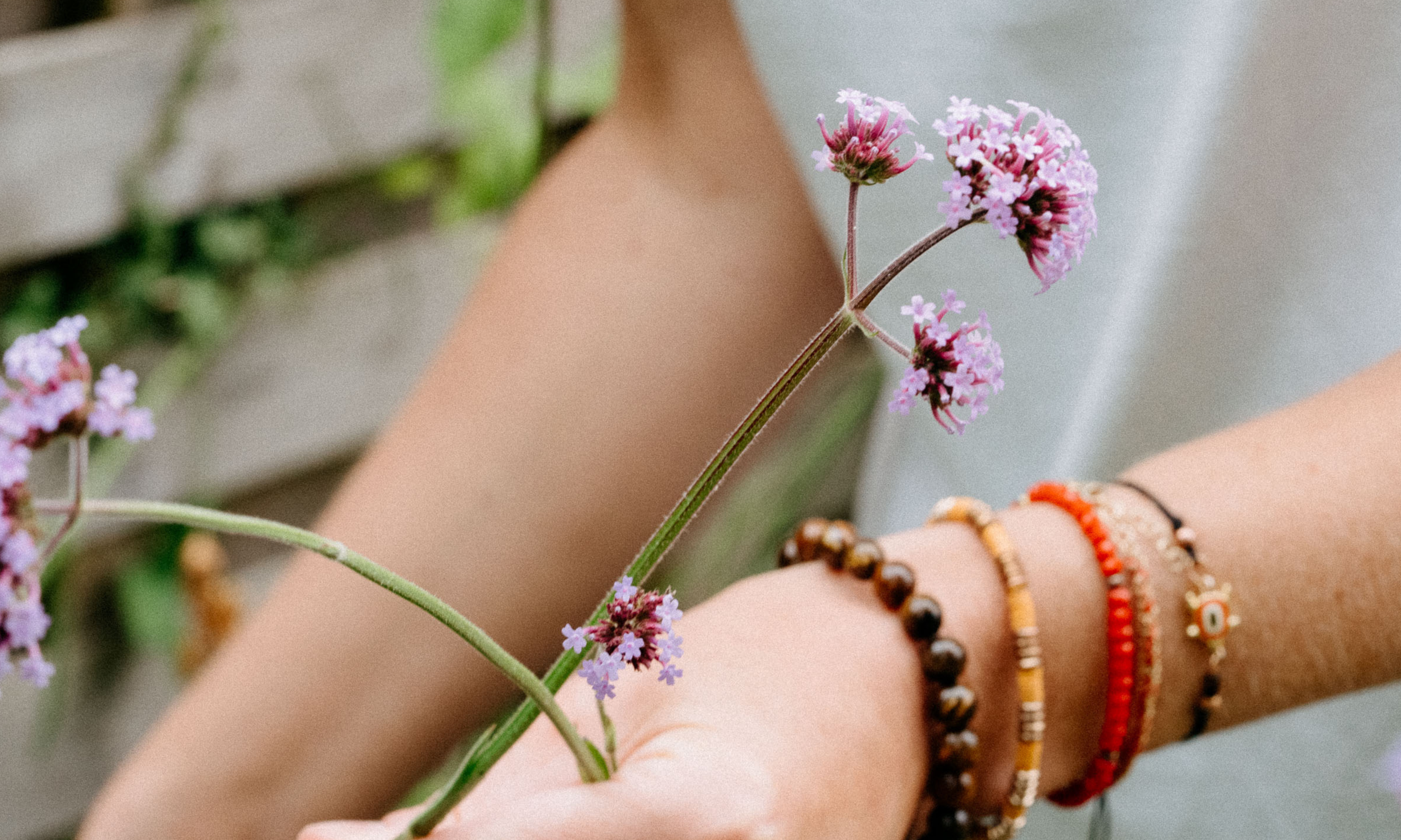 Hands holding Verbena bonariensis cuttings