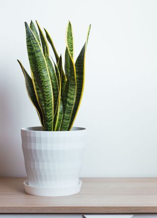 picture of snake plant on countertop