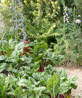 Vegetables and flowers growing in garden