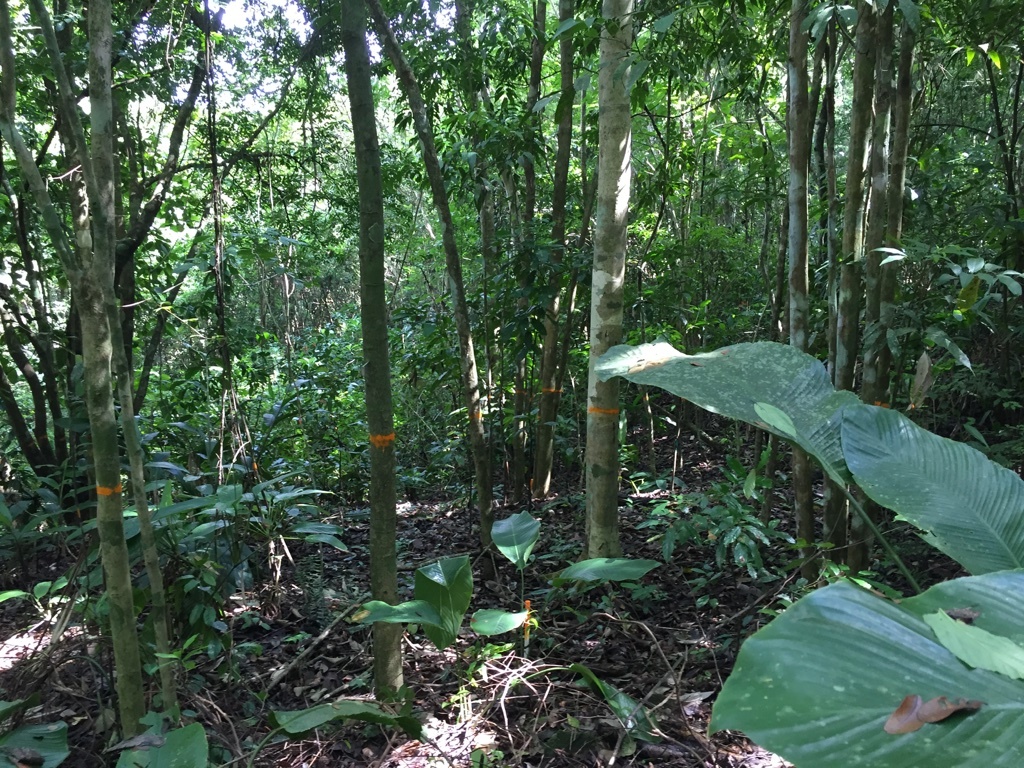 A tropical forest.