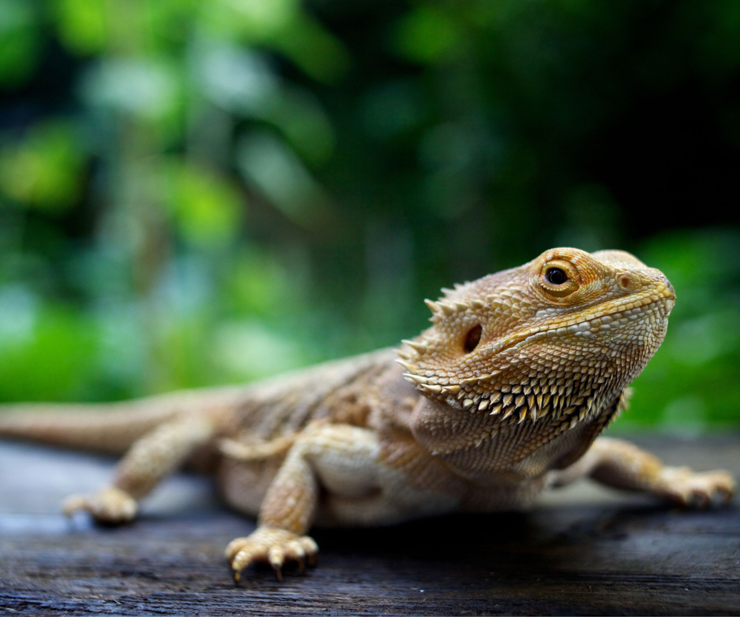 Close up of Bearded Dragon, standing on wood, looking at camera