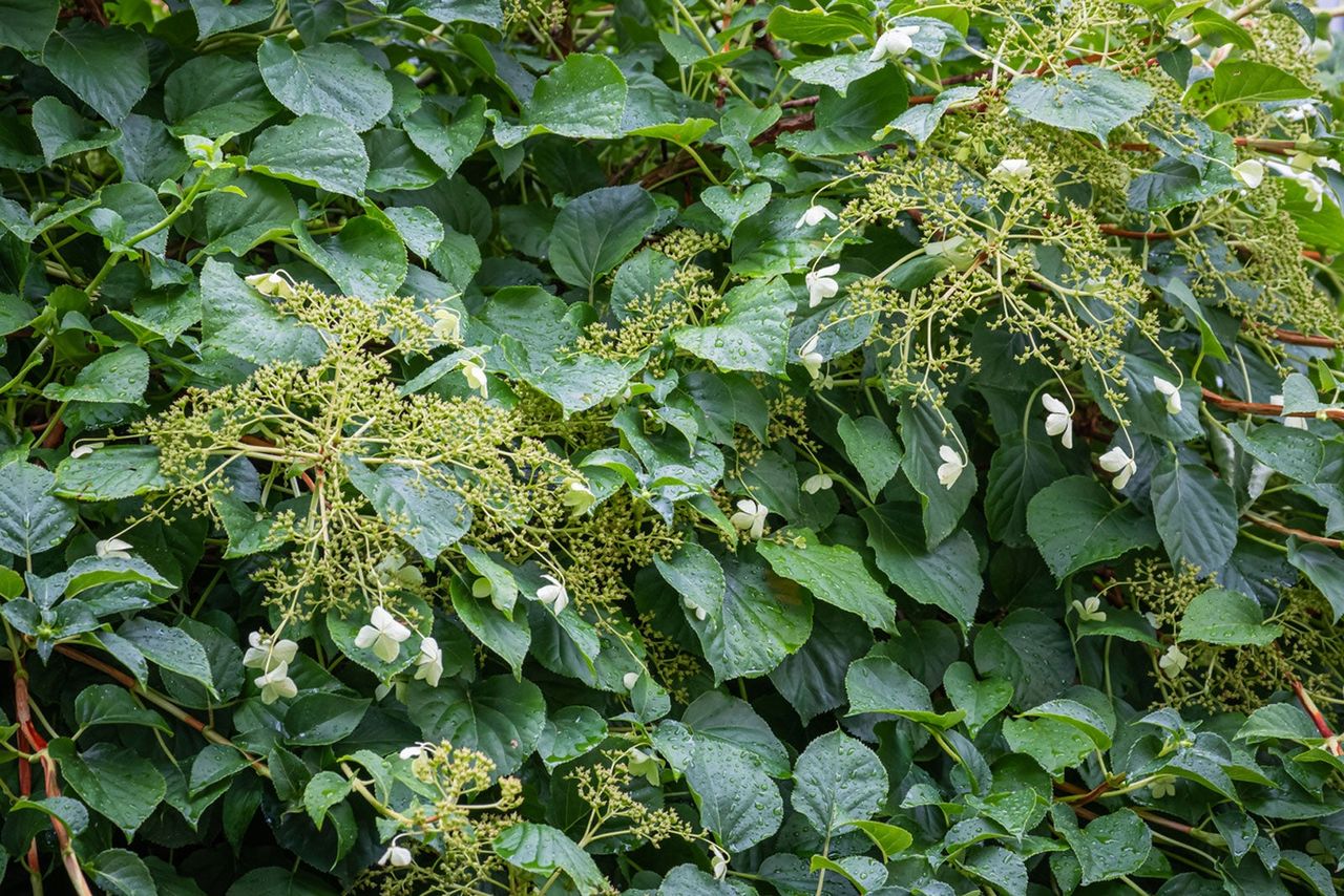 Evergreen Hydrangeas