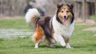 Shetland Sheepdog