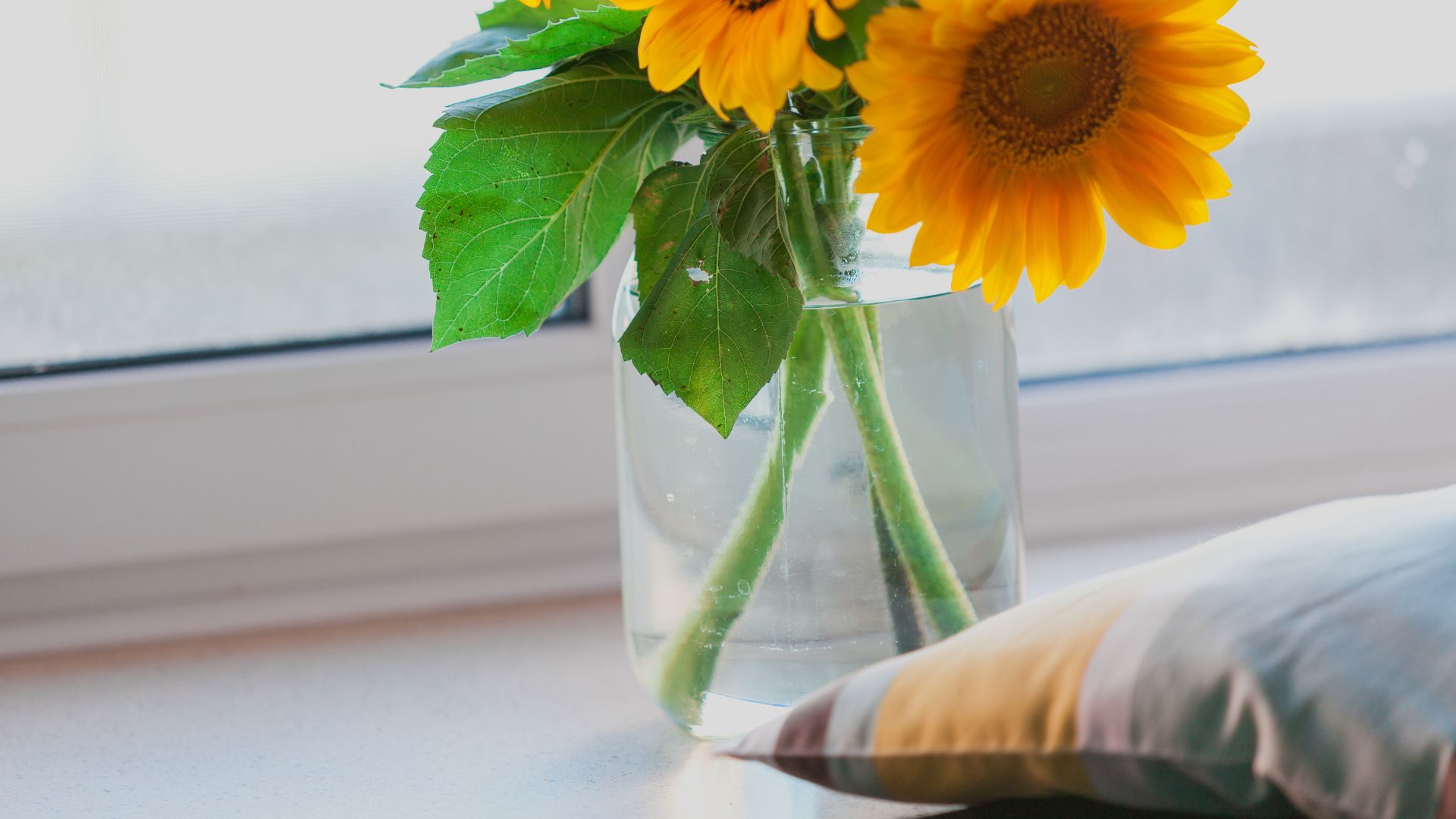 picture of sunflowers in vase of water