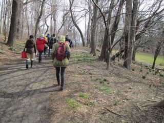 Crocuses add a purple hue to the side of a path in Prospect Park in Brooklyn.