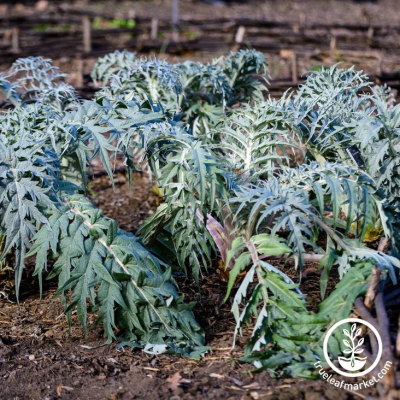 Cardoon Seeds