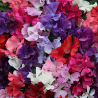 Spencer sweet pea seed Waved mixed: £3.99 at RHS&nbsp;