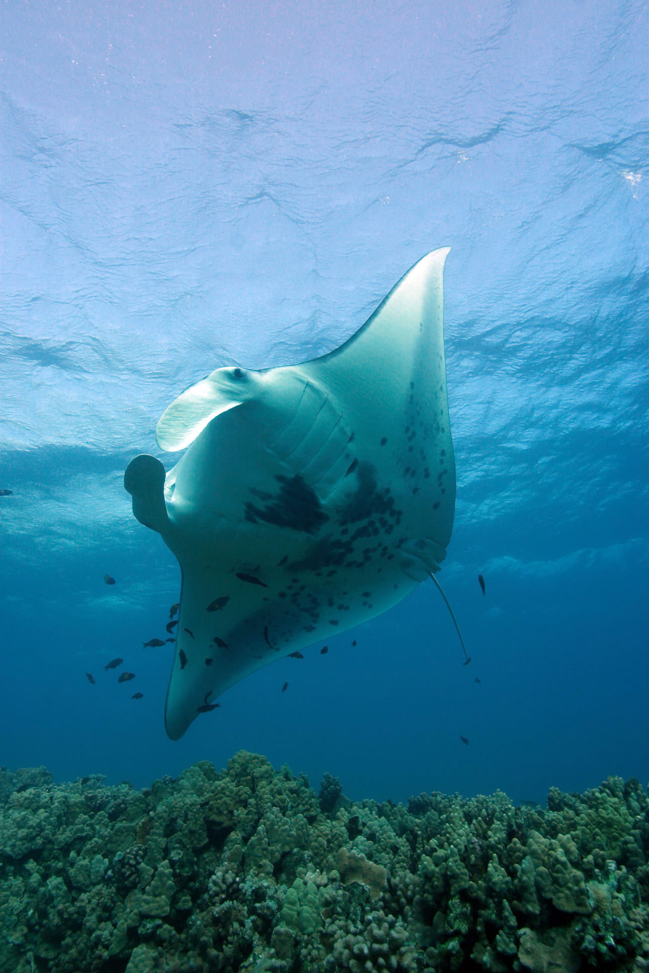 Manta Ray cleaning time