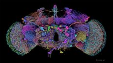 Rendering of a drosophila brain