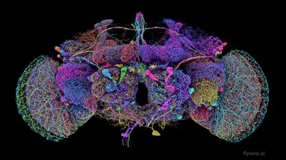 Rendering of a drosophila brain