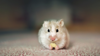 White hamster eating cheese between its paws