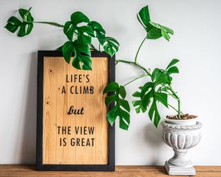 mini monstera growing up a wall next to a framed quote