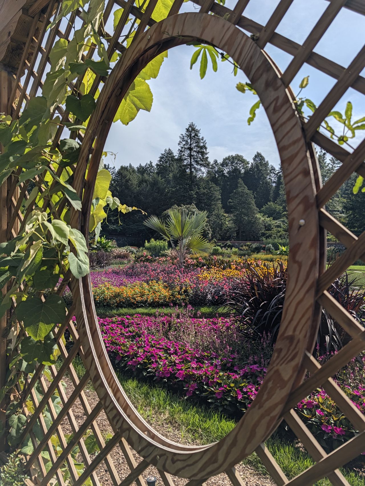 A 1x zoom photo sample of flowers through a trellis, taken with a Google Pixel 11 Pro