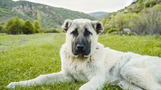Anatolian Shepherd dog lying on the grass with mountains behind