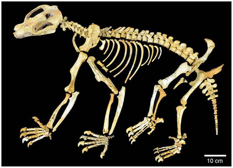 fossil marsupial