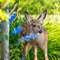 Young deer eating blue flowers