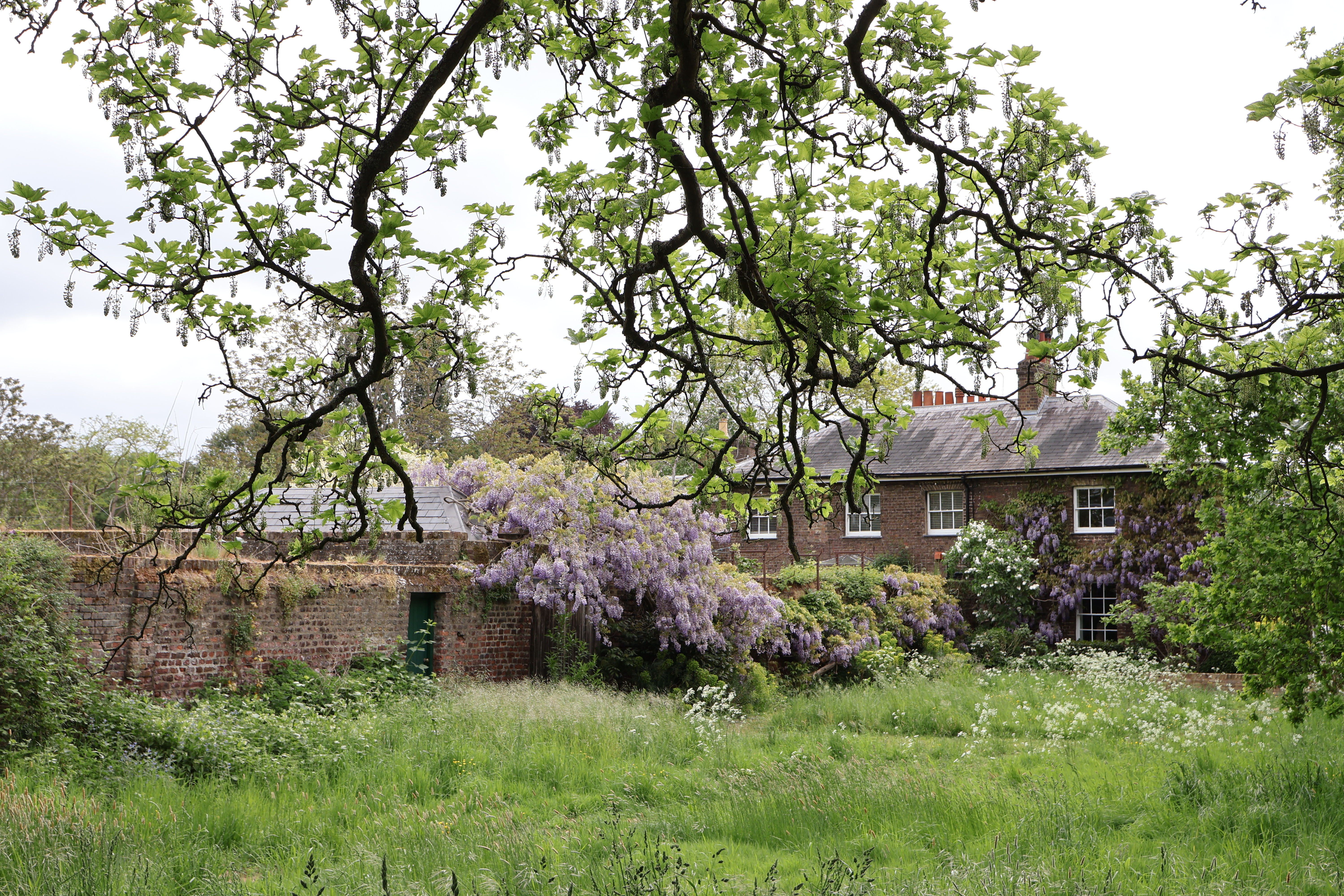 A picture of a country house with a bush growing over the wall and the leaves of a tree in the foreground, taken on the Canon EOS R50 V.