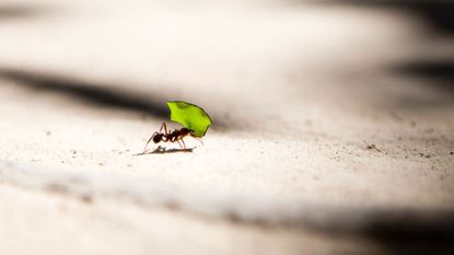  ant carrying piece of leaf