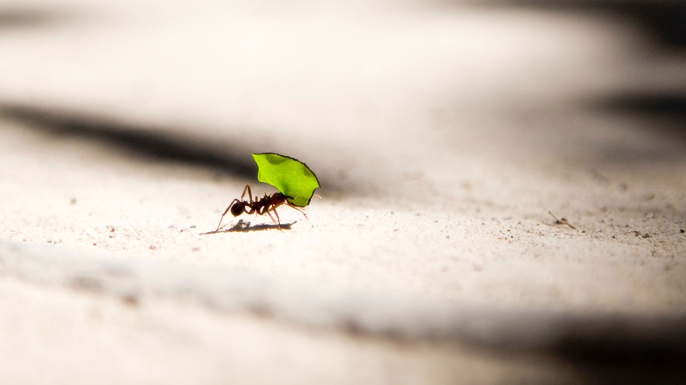 bay leaf ants