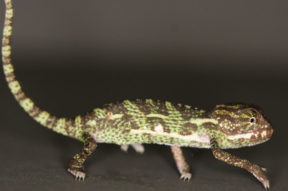 An adult veiled chameleon, Chamaeleo calyptratus