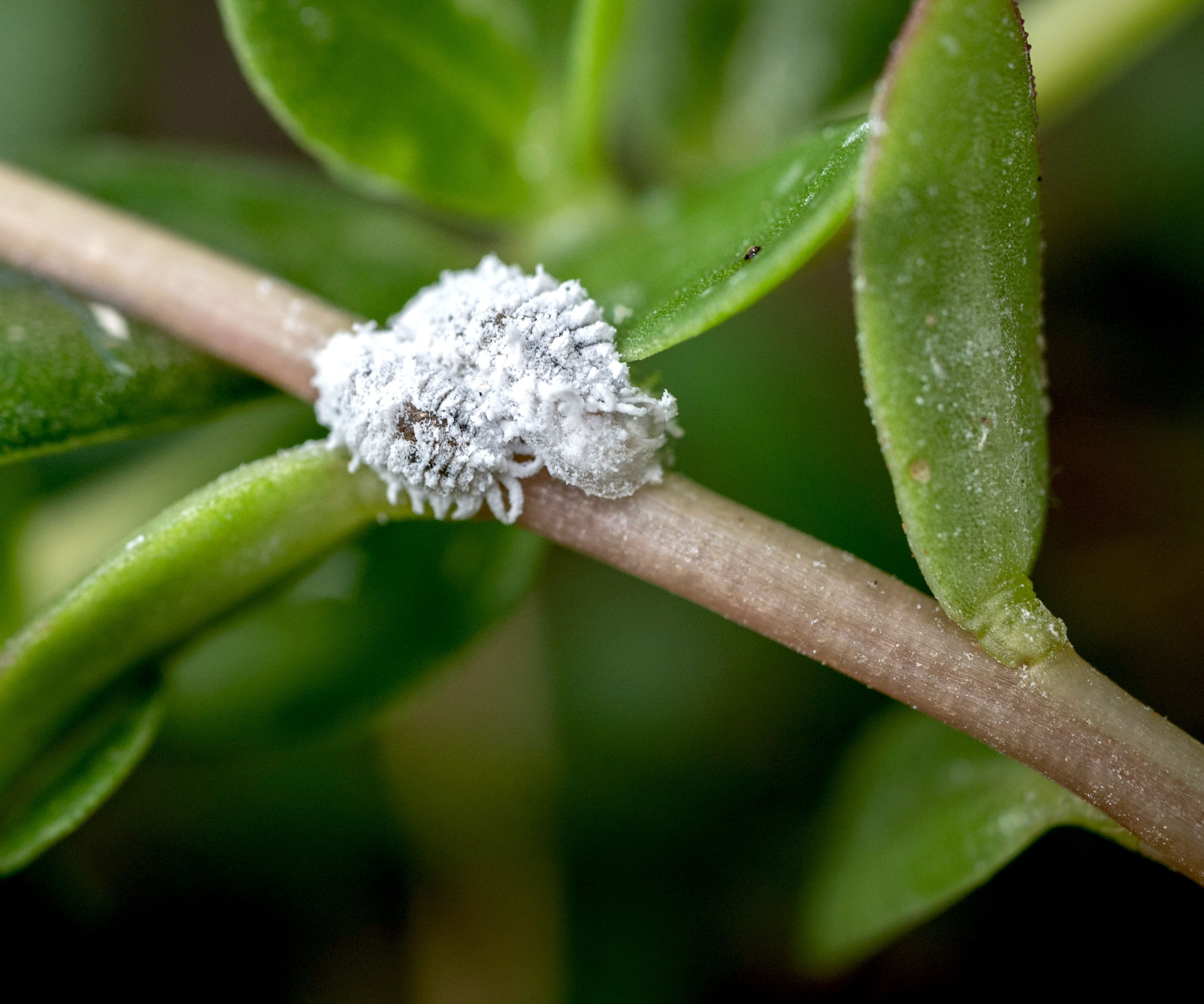 mealybugs on azalea stem