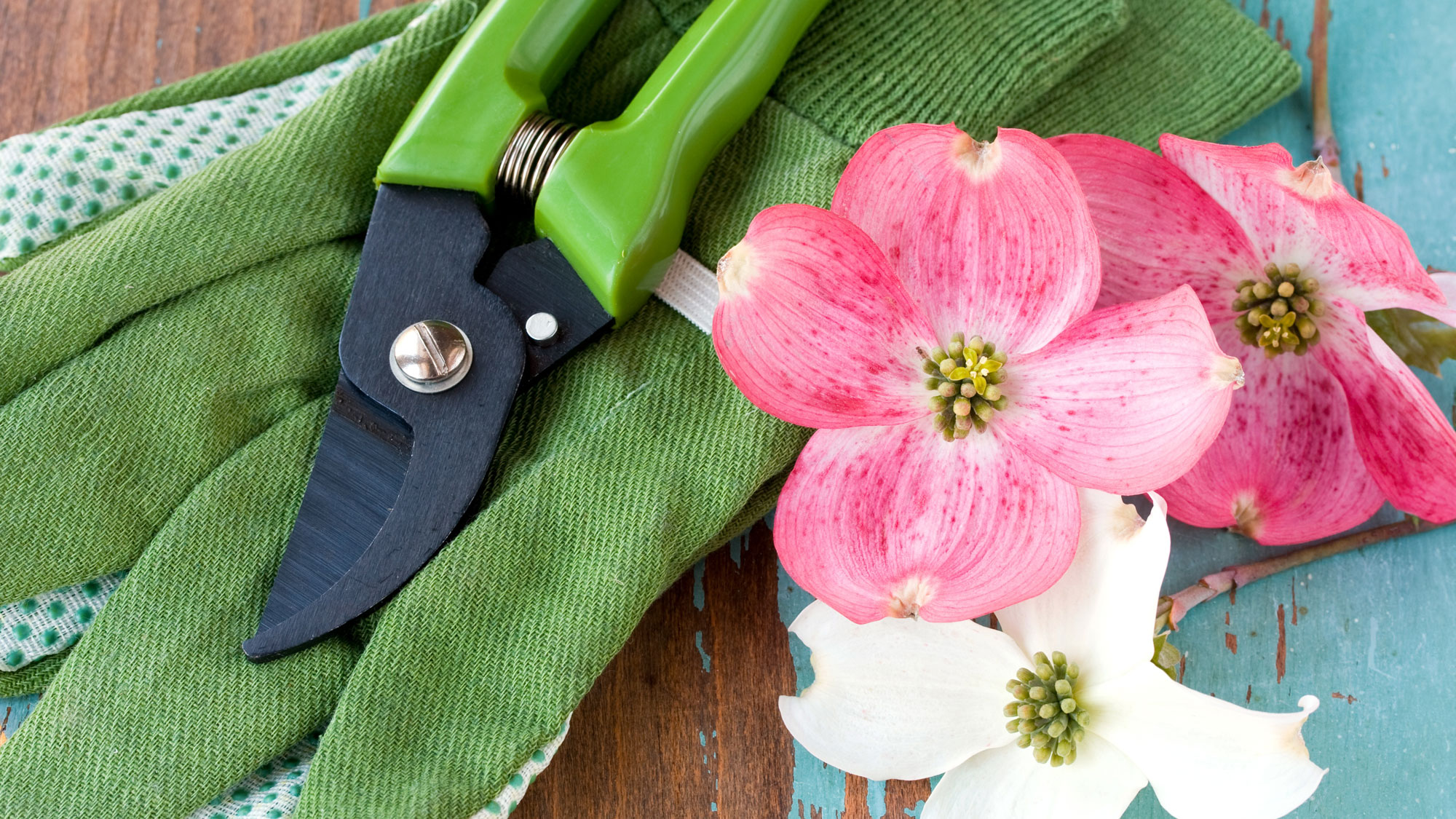 pruning shears and dogwood flowers