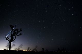 A Geminid meteor crosses the sky behind a tree in the Mojave desert in this photo by Tyler Leavitt.