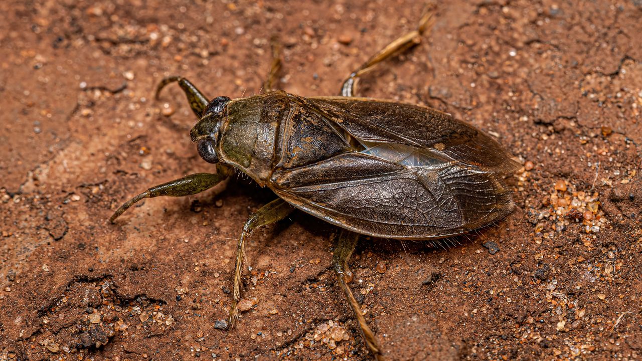 water bug