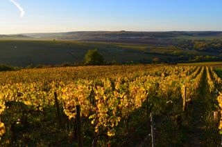 Chablis wine vineyard