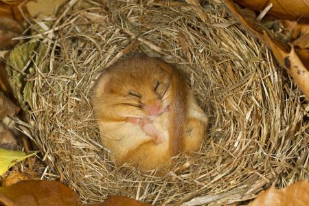 Hazel Dormouse, Muscardinus avellanarius, hibernating in Norfolk.