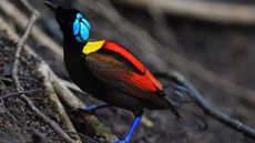 Wilson's bird-of-paradise (Cicinnurus respublica), Waigeo, Raja Ampat, Western Papua, Indonesian New Guinea.