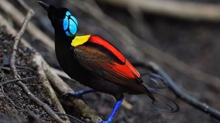 Wilson's bird-of-paradise (Cicinnurus respublica), Waigeo, Raja Ampat, Western Papua, Indonesian New Guinea.