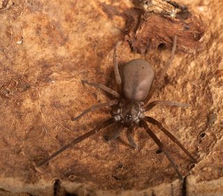 A southern house spider, <em>Kukulcania hibernalis</em>. The large charcoal-colored females make flat, tangled webs in dark corners and under overhangs and shutters to catch insects.