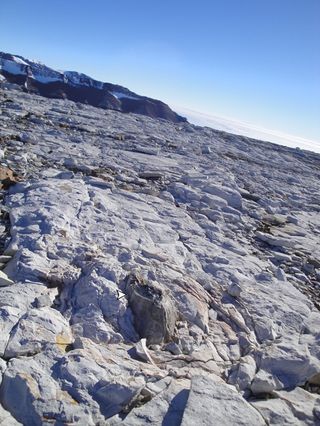 A fossilized tree trunk protrudes through ice near Antarctica's Mount Achernar.
