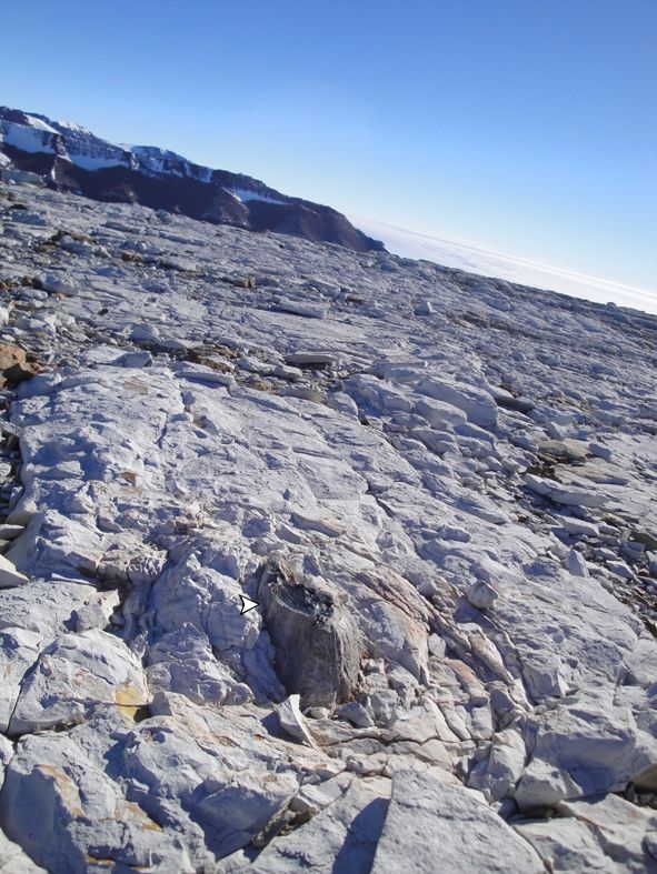 A fossilized tree trunk protrudes through ice near Antarctica&#039;s Mount Achernar.