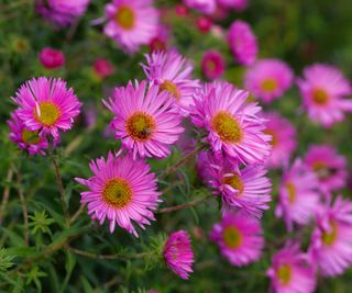 hot pink asters flowering in mixed border