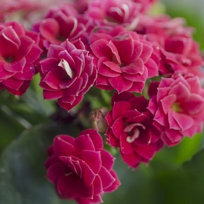 Red flowers on a kalanchoe plant