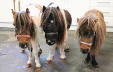 L-R-Alfie-Tyrian-Tinkerbell.jpg