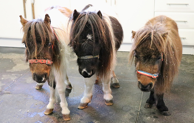 L-R-Alfie-Tyrian-Tinkerbell.jpg