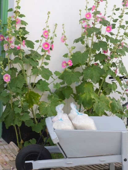 Wheelbarrow Full Of Salt Bags Infront Of A Flower Bed