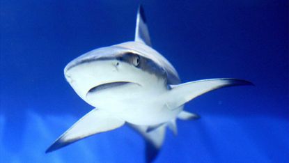 10 sharks found in New York basement