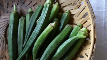 Fresh okra pods in a basket