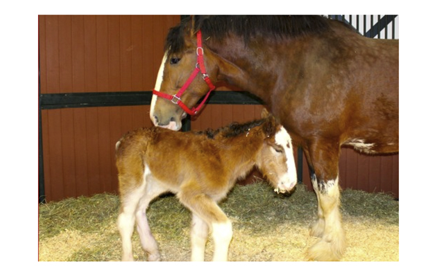 budweiser foal