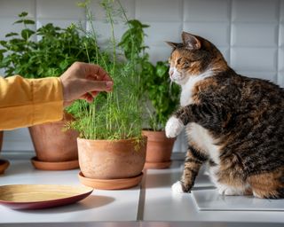 Cat plays with countertop herb garden