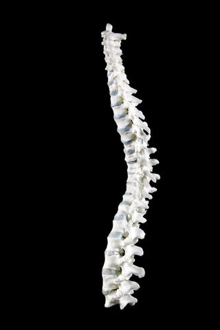 richard iii spine model