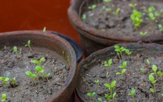 plant seedlings in clay pots