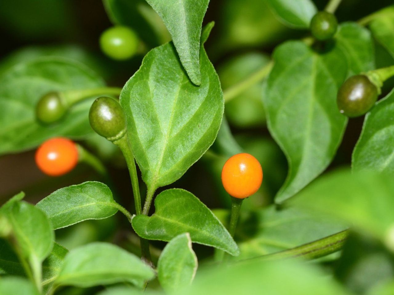 Chiltepin Chili Peppers