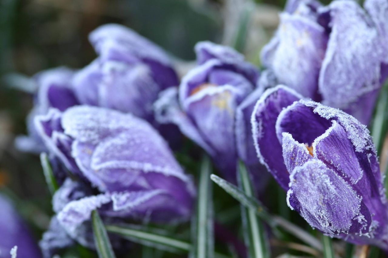 Purple Bulbs Covered In Frost