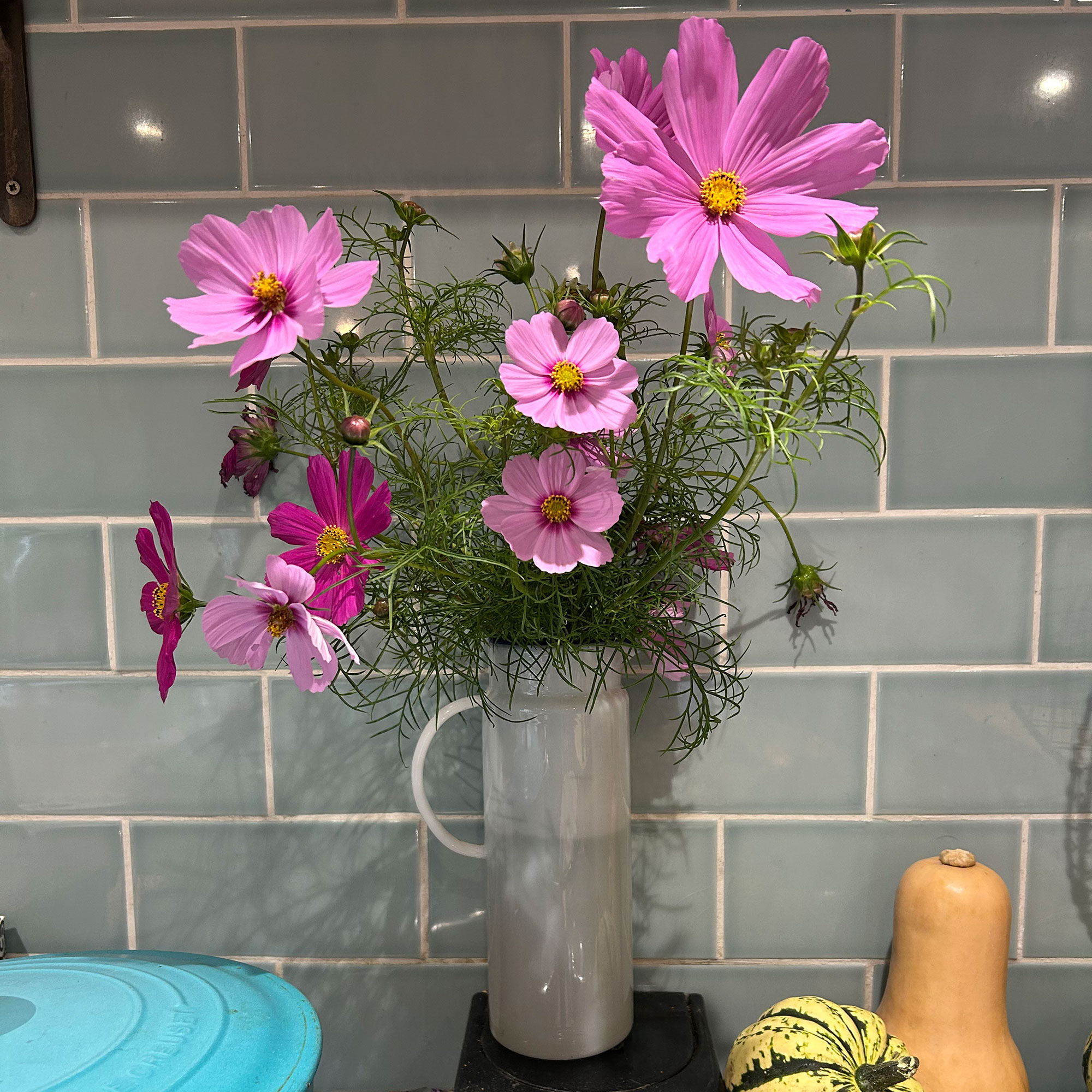 White jug of pink cosmos flowers in front of green-grey metro tile splashback