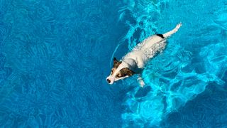 Dog swimming in the pool